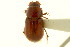  ( - CNC COLEO 00119981)  @11 [ ] CreativeCommons - Attribution (2011) CNC/CBG Photography Group Centre for Biodiversity Genomics