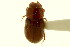  ( - CNC COLEO 00119982)  @11 [ ] CreativeCommons - Attribution (2011) CNC/CBG Photography Group Centre for Biodiversity Genomics