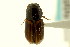  ( - CNC COLEO 00119994)  @11 [ ] CreativeCommons - Attribution (2011) CNC/CBG Photography Group Centre for Biodiversity Genomics