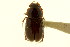  ( - CNC COLEO 00120005)  @11 [ ] CreativeCommons - Attribution (2011) CNC/CBG Photography Group Centre for Biodiversity Genomics