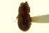  ( - CNC COLEO 00120009)  @11 [ ] CreativeCommons - Attribution (2011) CNC/CBG Photography Group Centre for Biodiversity Genomics