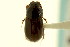  ( - CNC COLEO 00120031)  @11 [ ] CreativeCommons - Attribution (2011) CNC/CBG Photography Group Centre for Biodiversity Genomics