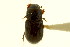  ( - CNC COLEO 00120033)  @12 [ ] CreativeCommons - Attribution (2011) CNC/CBG Photography Group Centre for Biodiversity Genomics