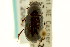  ( - CNC COLEO 00120047)  @11 [ ] CreativeCommons - Attribution (2011) CNC/CBG Photography Group Centre for Biodiversity Genomics