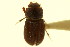  (Dialytodius - CNC COLEO 00120084)  @11 [ ] CreativeCommons - Attribution (2011) CNC/CBG Photography Group Centre for Biodiversity Genomics