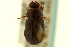  (Tetraclipeoides denticulatus - CNC COLEO 00120086)  @13 [ ] CreativeCommons - Attribution (2011) CNC/CBG Photography Group Centre for Biodiversity Genomics