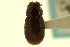  (Tetraclipeoides dentiger - CNC COLEO 00120093)  @13 [ ] CreativeCommons - Attribution (2011) CNC/CBG Photography Group Centre for Biodiversity Genomics