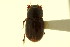  (Tetraclipeoides dentigerulus - CNC COLEO 00120095)  @13 [ ] CreativeCommons - Attribution (2011) CNC/CBG Photography Group Centre for Biodiversity Genomics
