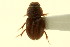  ( - CNC COLEO 00120106)  @11 [ ] CreativeCommons - Attribution (2011) CNC/CBG Photography Group Centre for Biodiversity Genomics