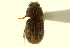  ( - CNC COLEO 00120108)  @11 [ ] CreativeCommons - Attribution (2011) CNC/CBG Photography Group Centre for Biodiversity Genomics