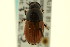  ( - CNC COLEO 00120118)  @12 [ ] CreativeCommons - Attribution (2011) CNC/CBG Photography Group Centre for Biodiversity Genomics