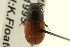  ( - CNC COLEO 00120121)  @11 [ ] CreativeCommons - Attribution (2011) CNC/CBG Photography Group Centre for Biodiversity Genomics