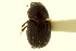  (Oscarinus floridanus - CNC COLEO 00120122)  @11 [ ] CreativeCommons - Attribution (2011) CNC/CBG Photography Group Centre for Biodiversity Genomics