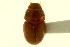  (Blackburneus geomysi - CNC COLEO 00120135)  @11 [ ] CreativeCommons - Attribution (2011) CNC/CBG Photography Group Centre for Biodiversity Genomics