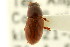  ( - CNC COLEO 00123135)  @11 [ ] CreativeCommons - Attribution (2011) CNC/CBG Photography Group Centre for Biodiversity Genomics
