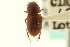  ( - CNC COLEO 00123137)  @11 [ ] CreativeCommons - Attribution (2011) CNC/CBG Photography Group Centre for Biodiversity Genomics