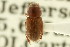  (Alloblackburneus lentus - CNC COLEO 00123138)  @11 [ ] CreativeCommons - Attribution (2011) CNC/CBG Photography Group Centre for Biodiversity Genomics