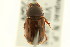  ( - CNC COLEO 00123139)  @11 [ ] CreativeCommons - Attribution (2011) CNC/CBG Photography Group Centre for Biodiversity Genomics