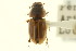  ( - CNC COLEO 00123149)  @13 [ ] CreativeCommons - Attribution (2011) CNC/CBG Photography Group Centre for Biodiversity Genomics
