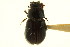 (Agoliinus wickhami - CNC COLEO 00123511)  @11 [ ] CreativeCommons - Attribution (2011) CNC/CBG Photography Group Centre for Biodiversity Genomics