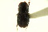  (Dialytellus tragicus - CNC COLEO 00123590)  @11 [ ] CreativeCommons - Attribution (2011) CNC/CBG Photography Group Centre for Biodiversity Genomics