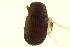  (Rhipidandrus flabellicornis - CNCI 00023118)  @11 [ ] CreativeCommons - Attribution (2011) CNC/CBG Photography Group Centre for Biodiversity Genomics