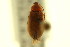  ( - CNCI 00023777)  @11 [ ] CreativeCommons - Attribution (2011) CNC/CBG Photography Group Centre for Biodiversity Genomics