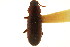  ( - CNCI 00025130)  @13 [ ] CreativeCommons - Attribution (2011) CNC/CBG Photography Group Centre for Biodiversity Genomics