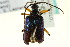  ( - CNC COLEO 00123660)  @13 [ ] CreativeCommons - Attribution (2011) CNC/CBG Photography Group Centre for Biodiversity Genomics
