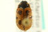 ( - CNC COLEO 00123725)  @11 [ ] CreativeCommons - Attribution (2011) CNC/CBG Photography Group Centre for Biodiversity Genomics