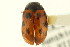  (Gonioctena nivosa alberta - CNC COLEO 00123727)  @11 [ ] CreativeCommons - Attribution (2011) CNC/CBG Photography Group Centre for Biodiversity Genomics