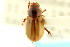  (Xeropsamobeus desertus - CNC COLEO 00123766)  @11 [ ] CreativeCommons - Attribution (2011) CNC/CBG Photography Group Centre for Biodiversity Genomics