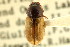  ( - CNC COLEO 00123769)  @11 [ ] CreativeCommons - Attribution (2011) CNC/CBG Photography Group Centre for Biodiversity Genomics