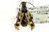  (Evodinus - CNC COLEOPT # 05-893)  @14 [ ] CreativeCommons - Attribution (2011) CNC/CBG Photography Group Centre for Biodiversity Genomics