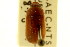  (Serica alternata alternata - CNC COLEO 00123979)  @11 [ ] CreativeCommons - Attribution (2011) CNC/CBG Photography Group Centre for Biodiversity Genomics