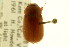  ( - CNC COLEO 00123981)  @11 [ ] CreativeCommons - Attribution (2011) CNC/CBG Photography Group Centre for Biodiversity Genomics