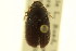  ( - CNC COLEO 00123984)  @11 [ ] CreativeCommons - Attribution (2011) CNC/CBG Photography Group Centre for Biodiversity Genomics