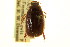  ( - CNC COLEO 00123990)  @11 [ ] CreativeCommons - Attribution (2011) CNC/CBG Photography Group Centre for Biodiversity Genomics