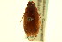  ( - CNC COLEO 00123996)  @11 [ ] CreativeCommons - Attribution (2011) CNC/CBG Photography Group Centre for Biodiversity Genomics