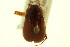 ( - CNC COLEO 00124007)  @12 [ ] CreativeCommons - Attribution (2011) CNC/CBG Photography Group Centre for Biodiversity Genomics