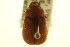  ( - CNC COLEO 00124021)  @11 [ ] CreativeCommons - Attribution (2011) CNC/CBG Photography Group Centre for Biodiversity Genomics