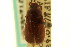  ( - CNC COLEO 00124028)  @11 [ ] CreativeCommons - Attribution (2011) CNC/CBG Photography Group Centre for Biodiversity Genomics