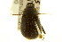  ( - CNC COLEO 00124042)  @11 [ ] CreativeCommons - Attribution (2011) CNC/CBG Photography Group Centre for Biodiversity Genomics