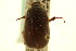  ( - CNC COLEO 00124046)  @13 [ ] CreativeCommons - Attribution (2011) CNC/CBG Photography Group Centre for Biodiversity Genomics