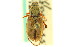  ( - CNC COLEO 00124600)  @11 [ ] CreativeCommons - Attribution (2011) CNC/CBG Photography Group Centre for Biodiversity Genomics