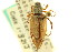  ( - CNC COLEO 00124601)  @11 [ ] CreativeCommons - Attribution (2011) CNC/CBG Photography Group Centre for Biodiversity Genomics