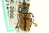 ( - CNC COLEO 00124602)  @13 [ ] CreativeCommons - Attribution (2011) CNC/CBG Photography Group Centre for Biodiversity Genomics