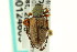  ( - CNC COLEO 00124603)  @11 [ ] CreativeCommons - Attribution (2011) CNC/CBG Photography Group Centre for Biodiversity Genomics