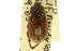  ( - CNC COLEO 00124616)  @11 [ ] CreativeCommons - Attribution (2011) CNC/CBG Photography Group Centre for Biodiversity Genomics
