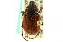  ( - CNC COLEO 00124618)  @14 [ ] CreativeCommons - Attribution (2011) CNC/CBG Photography Group Centre for Biodiversity Genomics